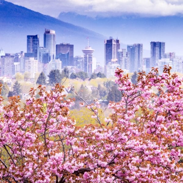 BỜ TÂY CANADA: VANCOUVER - ĐẢO VICTORIA - NGẮM HOA ANH ĐÀO - TRƯỢT TUYẾT