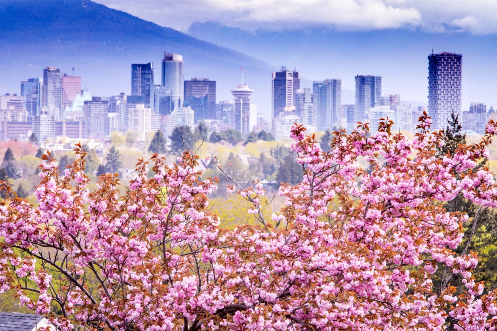 MÙA XUÂN HOA ANH ĐÀO 3