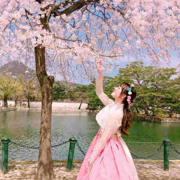 HÀN QUỐC: SEOUL - NAMI - EVERLAND - NGẮM HOA ANH ĐÀO