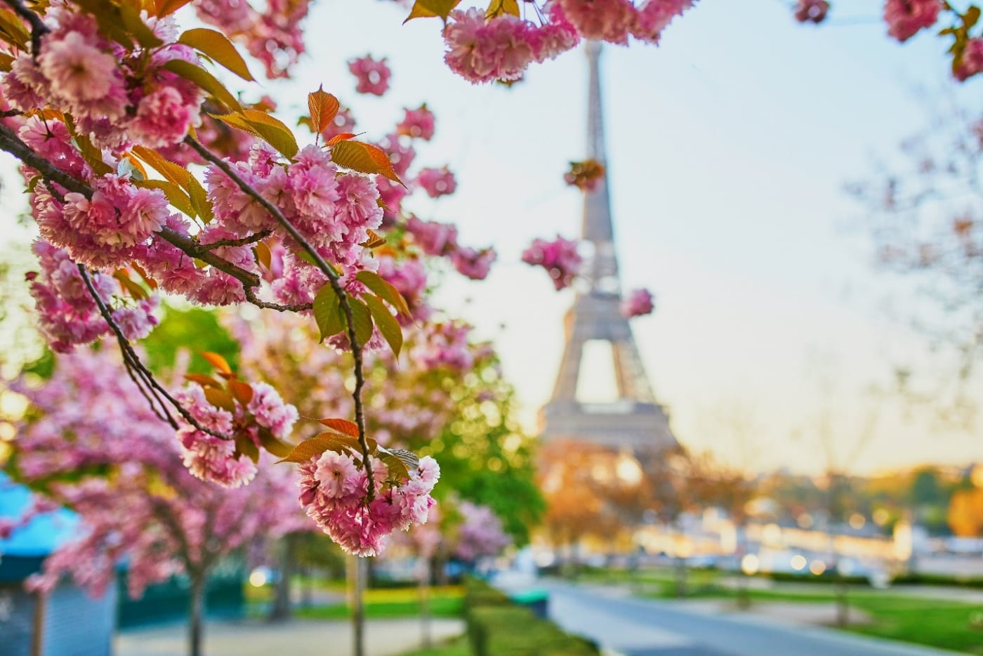 Top 4 tọa độ tuyệt vời ngắm hoa anh đào khi đi du lịch Paris