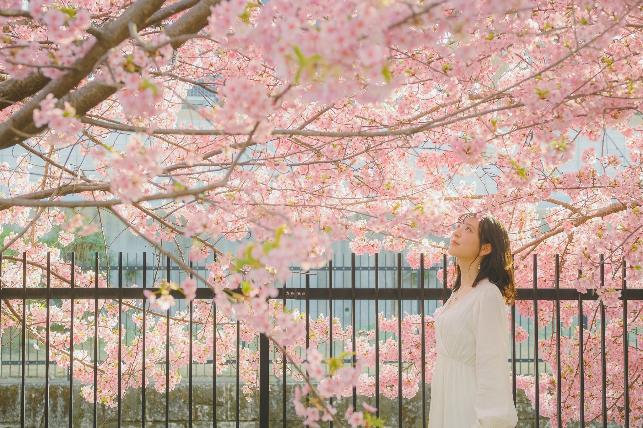 Đắm chìm trước vẻ đẹp thơ mộng ở lễ hội hoa anh đào Nhật Bản