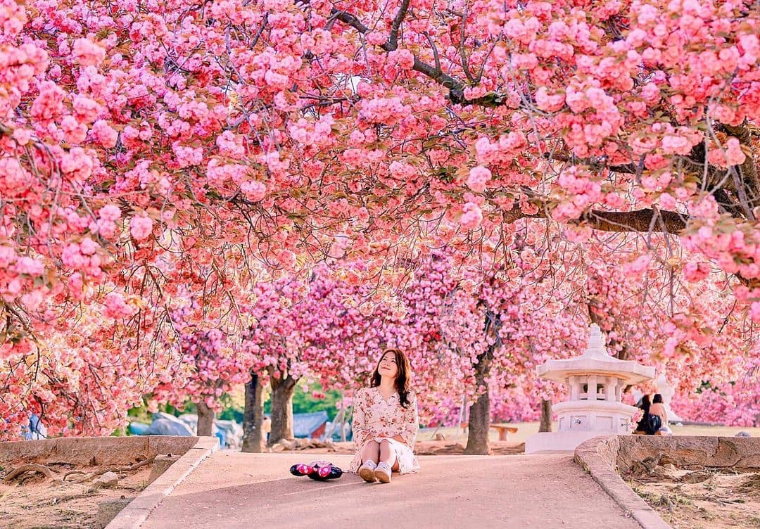 Top 9 địa điểm lý tưởng nên ghé khi du lịch Hàn Quốc mùa hoa anh đào