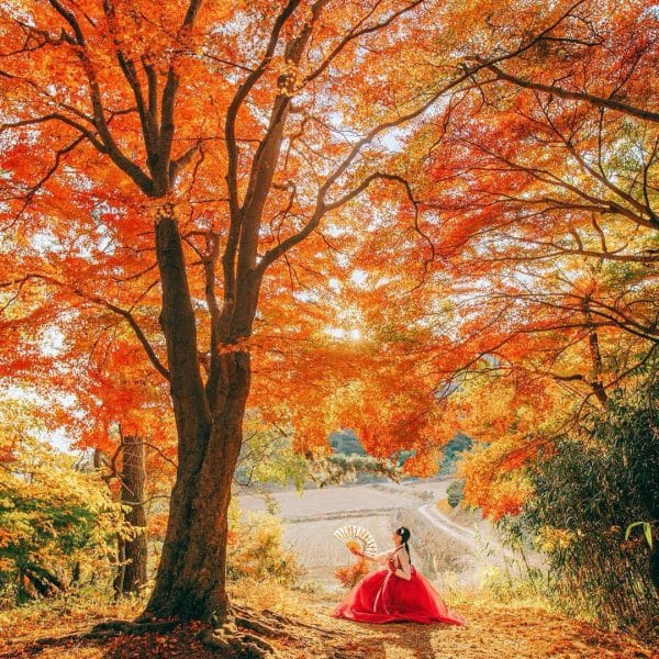 HÀN QUỐC: SEOUL - NAMI - EVERLAND MÙA THU