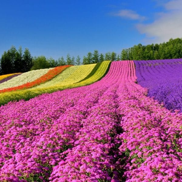 NHẬT BẢN: THIÊN ĐƯỜNG PHƯƠNG BẮC HOKKAIDO