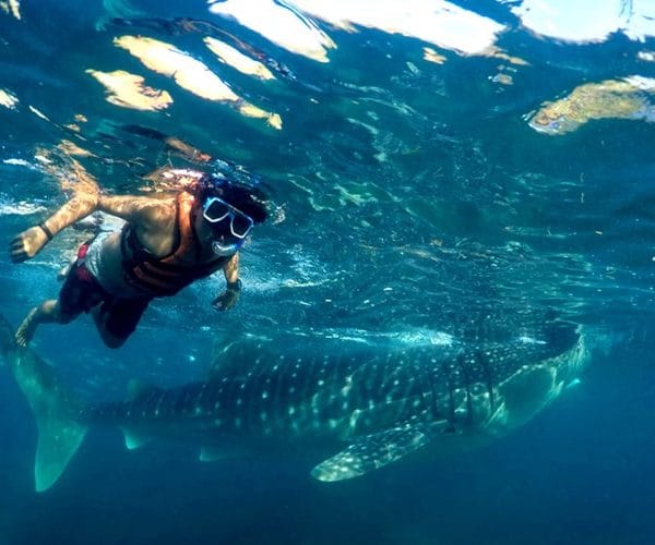 PHILIPPINES: LẶN NGẮM CÁ HEO CEBU – BOHO – LẶN NGẮM CÁ MẬP VOI Ở OSLOB