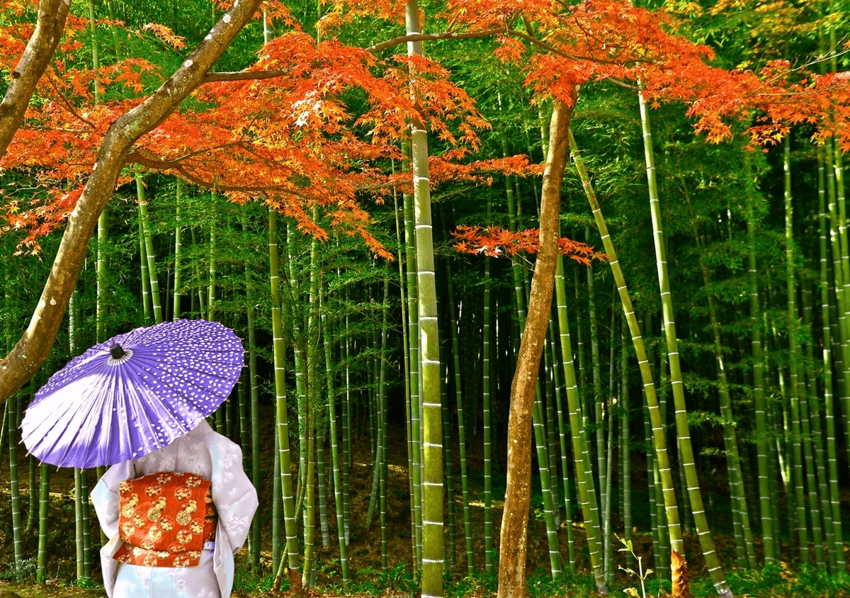 Rừng trúc Arashiyama – Kyoto: Thiên đường xanh của văn hóa và thiên nhiên