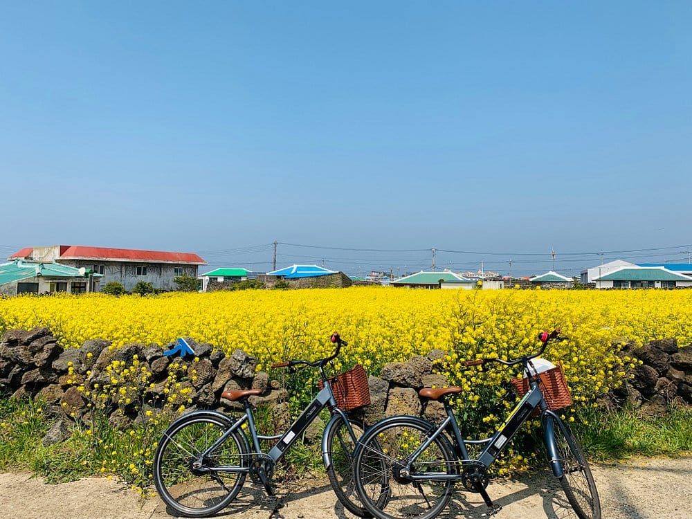 [ JEJU ISLAND ] THIÊN ĐƯỜNG BIỂN XANH VÀ HOA CẢI VÀNG